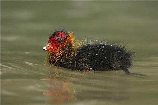 幼禽,骨顶鸡