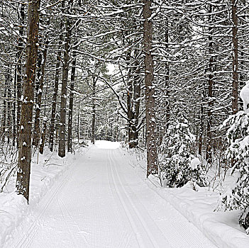 滑雪道,省立公园,冬天,安大略省,加拿大