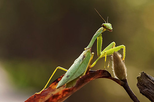 国家公园,哥斯达黎加螳螂螳螂螳螂,螳螂目合掌螳螂,俄勒冈,美国飞