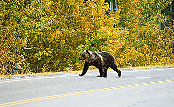 大灰熊,棕熊,幼小,穿过,公路,靠近,入口,公园,幼兽,熊,饲养,季节,六月,母兽,瓦特顿湖