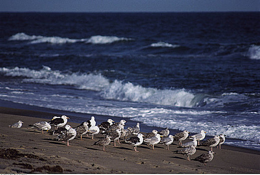 海鸥,海滩,楠塔基特岛,马萨诸塞,美国