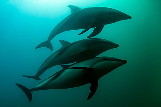 微暗,海豚,乌色海豚,游动,水下,新西兰