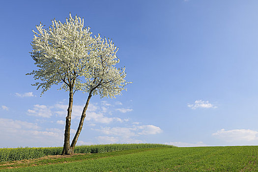 盛开,樱桃树,地点,巴伐利亚,德国