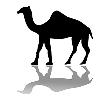 骆驼,隔绝,白色背景