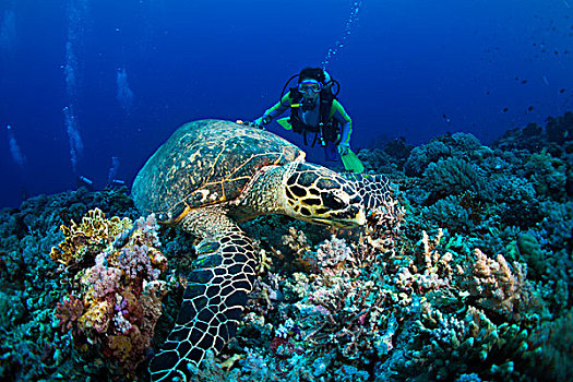 潜水,看,玳瑁,海龟,喂食,珊瑚,菲律宾,亚洲