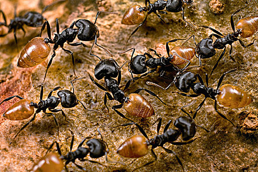 蚂蚁,群,小路,大,窝,加纳