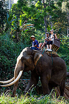 泰国,清迈,旅游,大象,跋涉