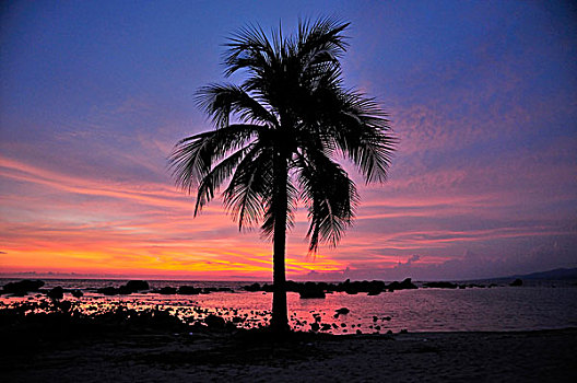 棕榈树,夜光,干盐湖,海滩,靠近,特立尼达,古巴,加勒比海