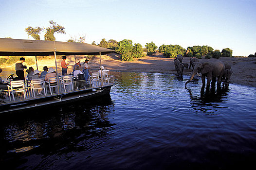博茨瓦纳,乔贝国家公园,乔贝,河,日落,大象