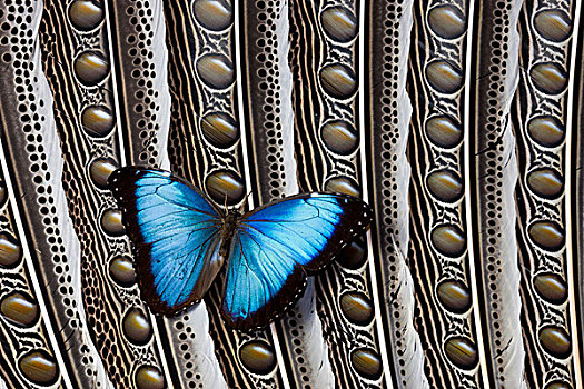 蝴蝶,蓝色大闪蝶,羽毛,翼,设计