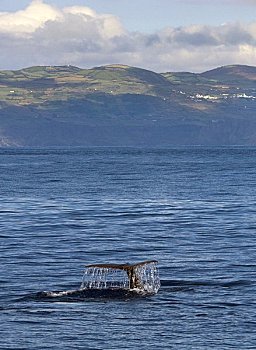 抹香鲸,亚述尔群岛,葡萄牙