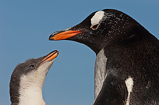 巴布亚企鹅,幼禽,请求,食物,父母,岛屿,福克兰群岛