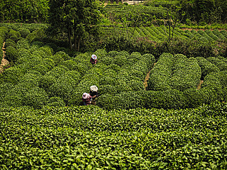 龙坞茶园