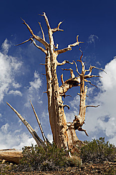 美国,加利福尼亚,怀特山,荒凉,狐尾松,树,画廊