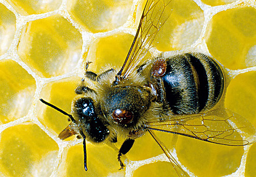 微距,蜜蜂