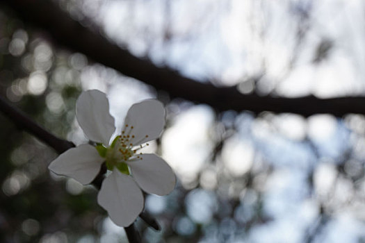 樱花