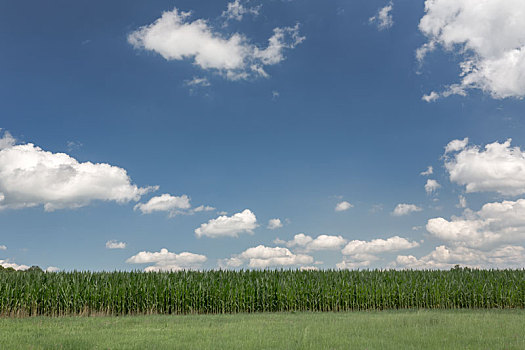 夏日天空,上方,农田,玉米田,巴伐利亚
