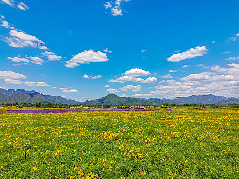 孔桥,花海