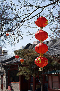 北京白云观树上挂的红灯笼