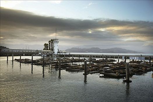 海狮,码头,旧金山,北加利福尼亚,加利福尼亚,美国