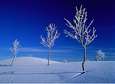 白霜,靠近,艾伯塔省,加拿大