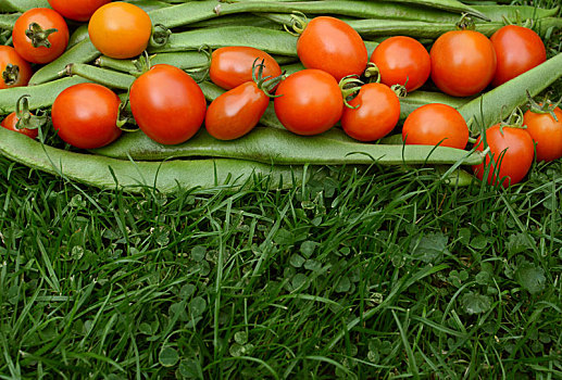 排,红色,西红柿,红花菜豆