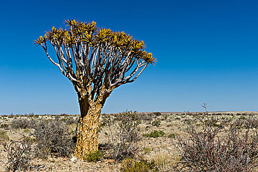 抖树,箭筒树,二歧芦荟,花,区域,纳米比亚,非洲