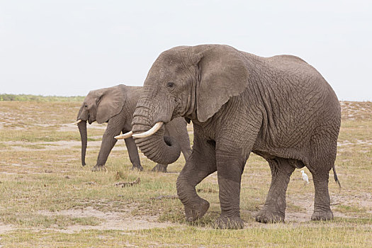 牧群,野生,大象,安伯塞利国家公园,肯尼亚