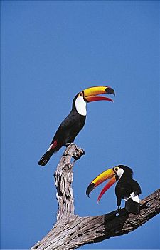 一对,托哥巨嘴鸟,鸟,潘塔纳尔,巴西,南美,动物