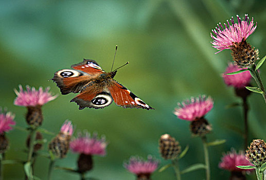 孔雀蛱蝶,飞跃,蓟属植物
