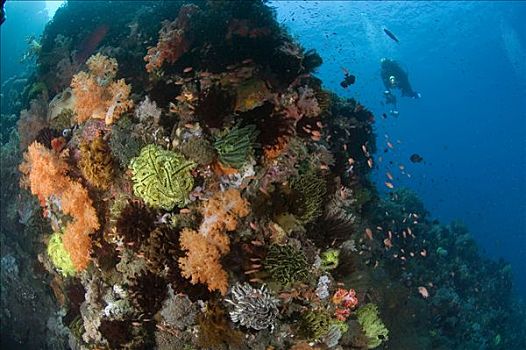 摄影,礁石,生态系统,岛屿,科莫多国家公园,印度尼西亚