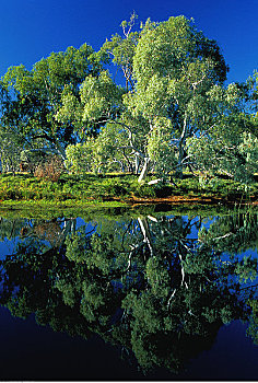 橡胶树,反射,湖,澳大利亚