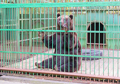 棕熊,后面,笼子