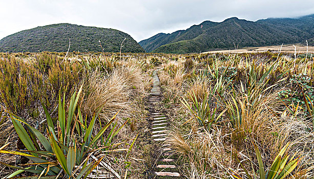 小路,沼泽,电路,艾格蒙特国家公园,塔拉纳基,北岛,新西兰,大洋洲
