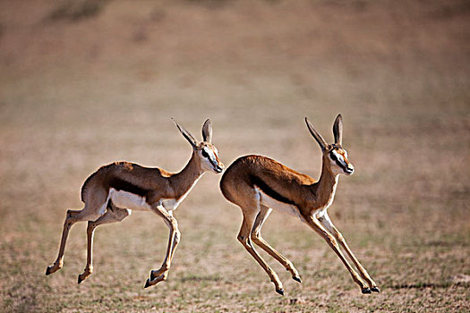 跳羚,幼兽,玩,卡拉哈里沙漠,北开普,南非