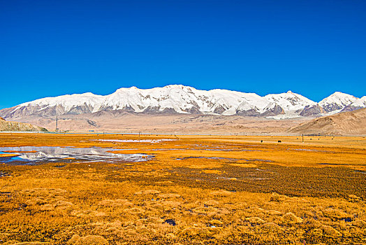 新疆,雪山,蓝天,草地,牛