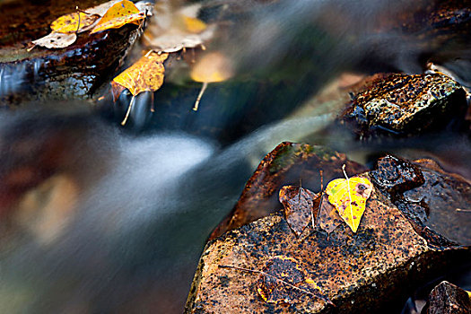 叶子,岩石上,河流