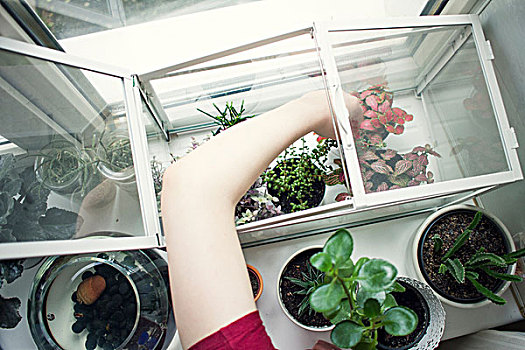 手臂,美女,盆栽,窗台,动植物培养箱