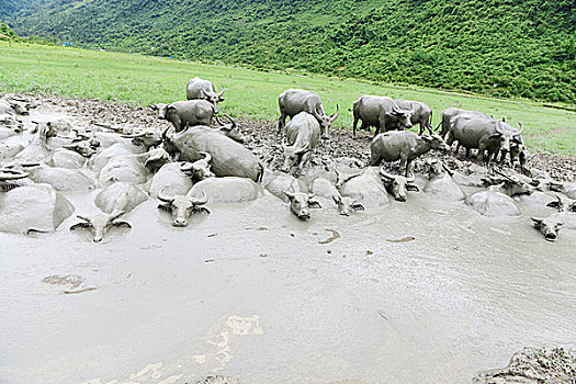 水牛