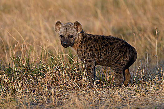 幼兽,斑鬣狗,早晨,亮光,马赛马拉国家保护区,肯尼亚,非洲
