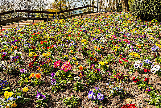 花坛,彩色,春花,联合国,汉堡市,德国,欧洲
