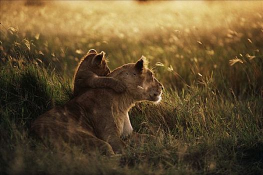 非洲狮,狮子,母兽,幼兽,黎明,塞伦盖蒂国家公园,坦桑尼亚