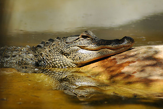 鳄鱼,大沼泽地国家公园,迈阿密