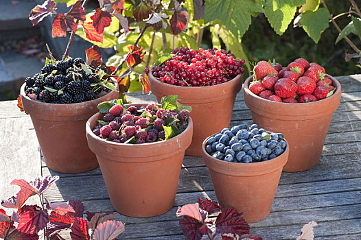 树莓,黑莓,醋栗,蓝莓