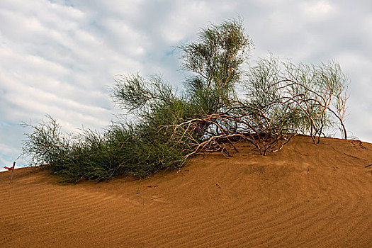 库布齐沙漠植被