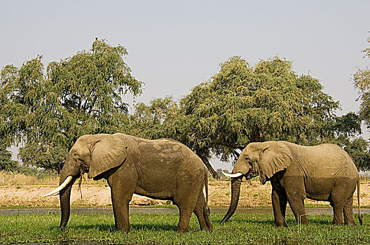 非洲象,两个,公牛,放牧,小,岛屿,赞比西河,赞比西河下游国家公园,赞比亚,非洲