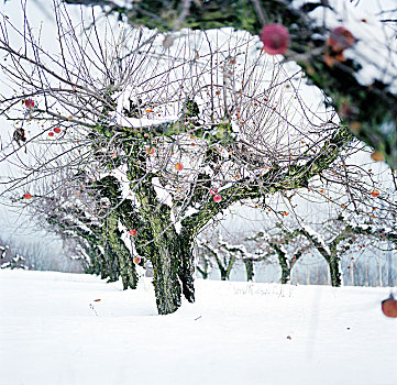 苹果树,雪中