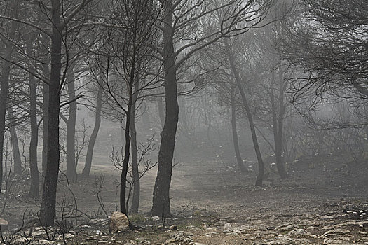 结果,森林火灾,萨拉戈萨省,阿拉贡,西班牙