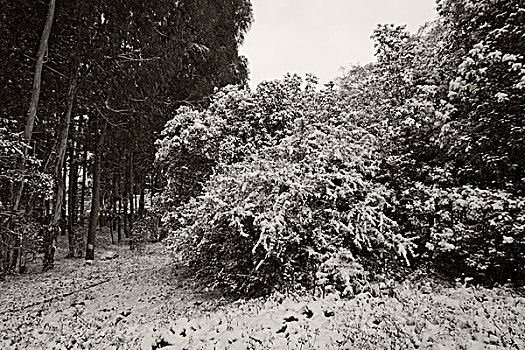 昆明校园雪景