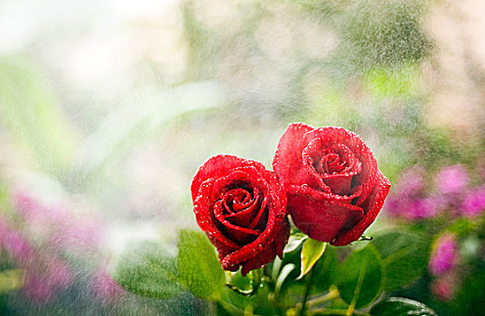 两个,玫瑰,依偎,一起,雨